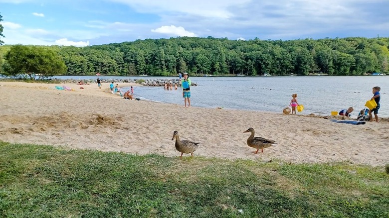 Two ducks walking and beachgoers playing on the sandy beach at Deep Creek Lake in Maryland, with woodlands in the distance