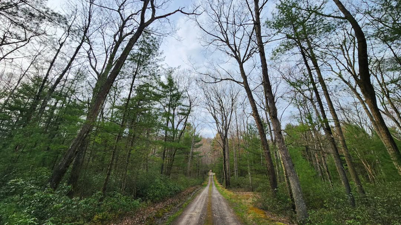 A quiet trail in Bald Eagle State Forest, PA