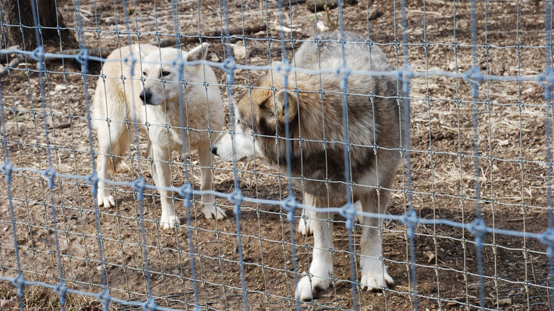 Wolves at Wolf Sanctuary of PA in Lititz, Pennsylvania