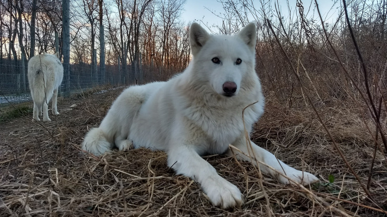 Wolves at Wolf Sanctuary of PA in Lititz, Pennsylvania
