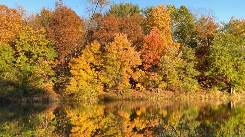 Reflection of autumn trees at Opossum Lake in Pennsylvania