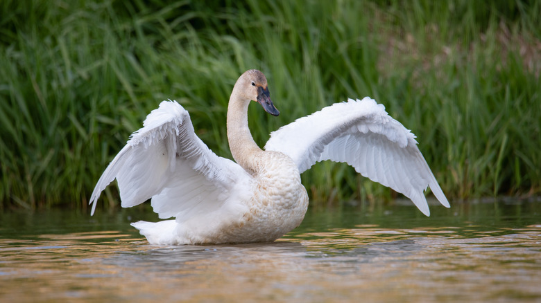 Trumpeter swan at Opossum Lake in Pennsylvania
