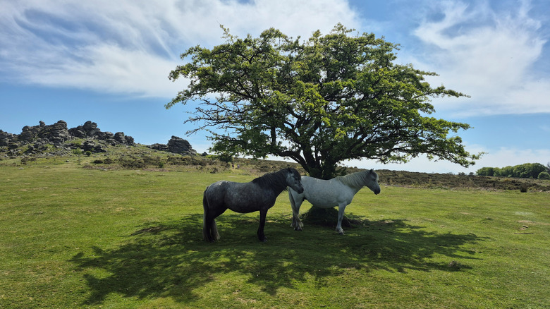 Two ponies stand in the shade under a tree in Dartmoor National Park