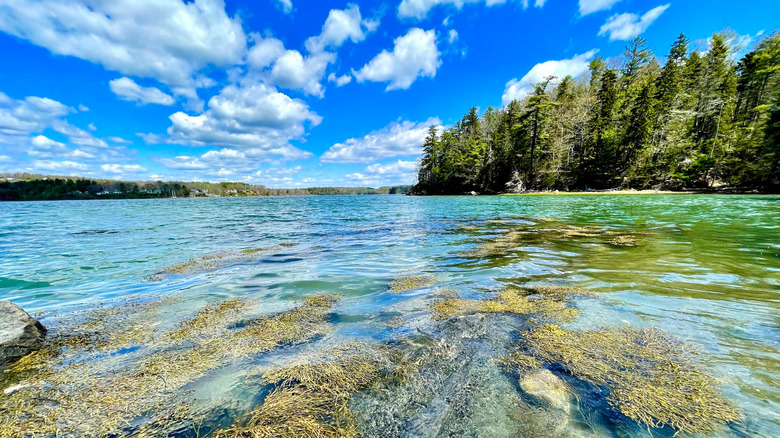 A pine-covered island surrounded by water and seaweed at Wolfe's Neck Woods State Park in Maine on a sunny day