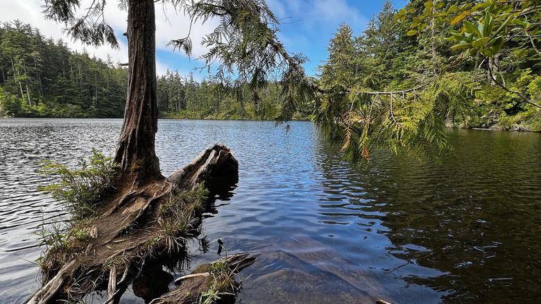 Trees line the shore of a beautiful lake