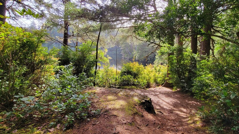 A cleared spot among the forest trees