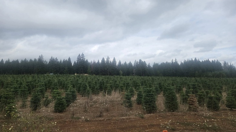 A field full of Christmas trees in Estacada, Oregon