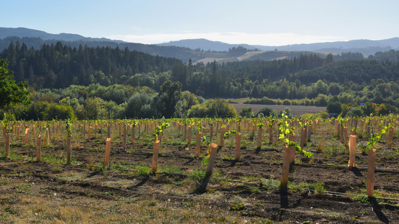 View of the Tualatin Estate Vineyard
