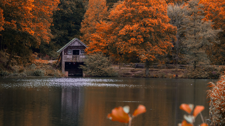 Wooden boathouse on the lake shore with fall foliage at Winkworth Arboretum in England
