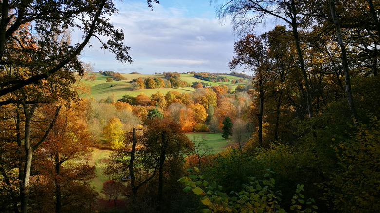 Rolling hills dotted with trees at England's Winkworth Arboretum