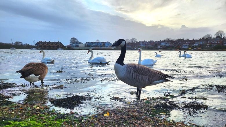 Geese and swans swim in the sunset on Upper Fareham Lake, part of Portsmouth Harbour