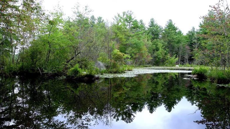 Pond in Hopedale surrounded by green trees