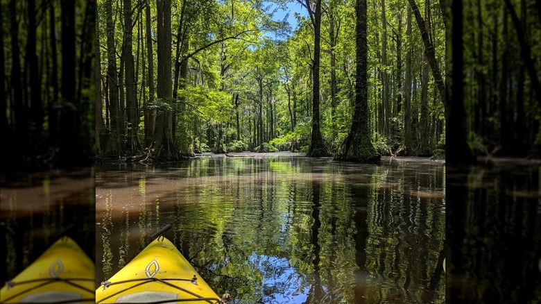 A kayak cruising a millpond near Scotland Neck, with tall marshland trees and light filtering through the green leaves