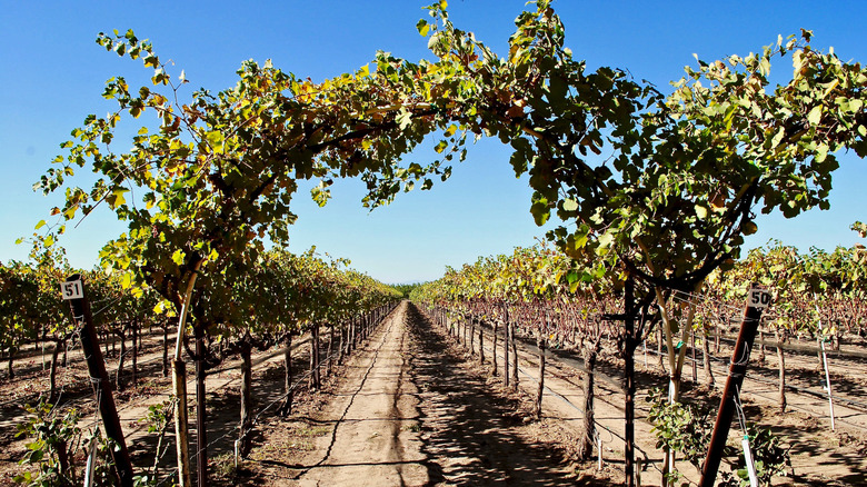 Grapes growing at New Clairvaux Vineyards in Vina, California
