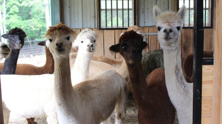 Alpacas in a stable at Fox Wire Farm