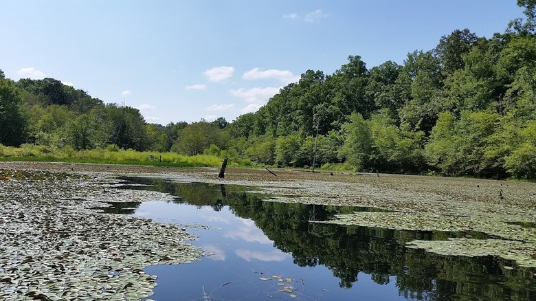 Aquatic vegetation atop Slate River Reservoir in the Appomattox-Buckingham State Forest in Virginia