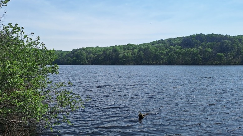 Holliday Lake in the Appomattox-Buckingham State Forest in the Piedmont region of Virginia