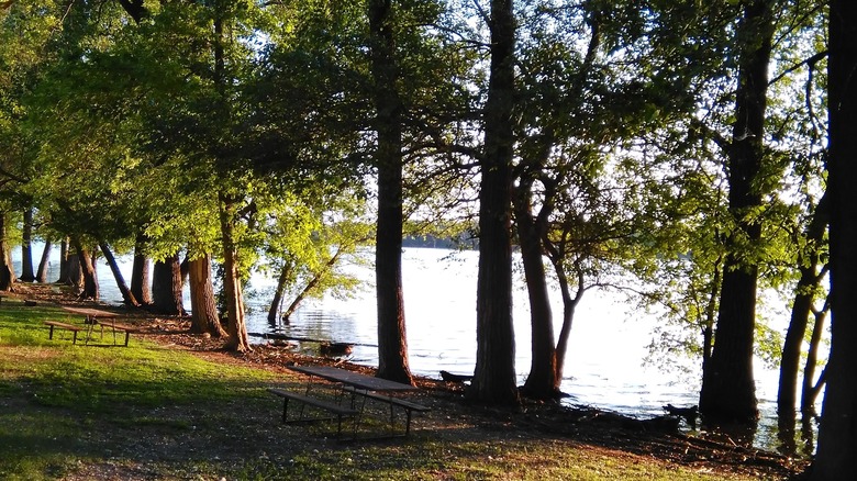 Picnic tables on the grass next to the tree-lined riverbank