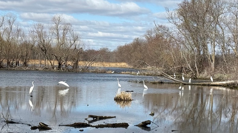 Egrets on the water and fallen logs