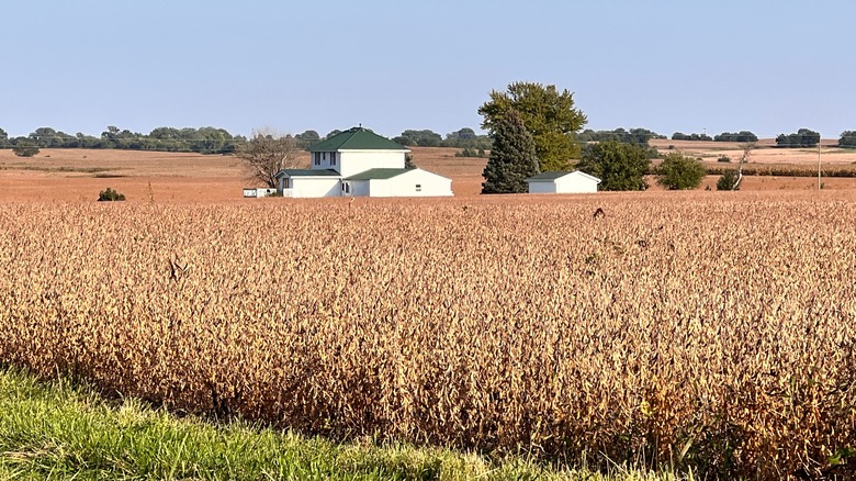 A home surrounded by fields in Pingree Grove, Illinois