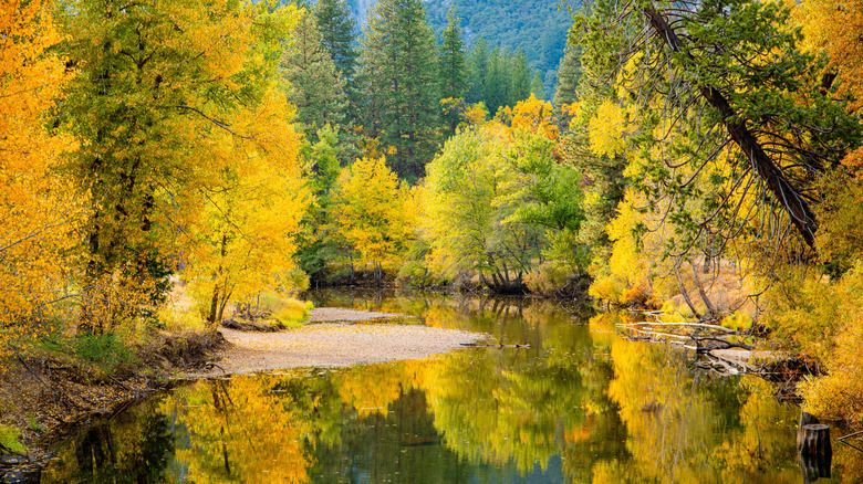 Merced River through fall foliage