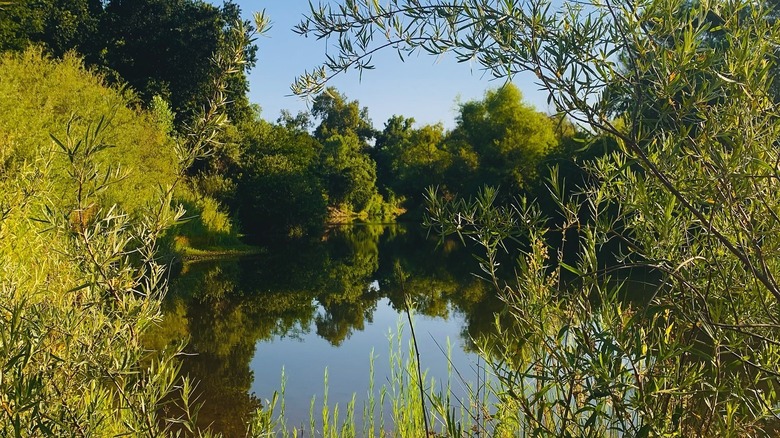 glassy water seen through foliage at Mcconnell State Recreation Area