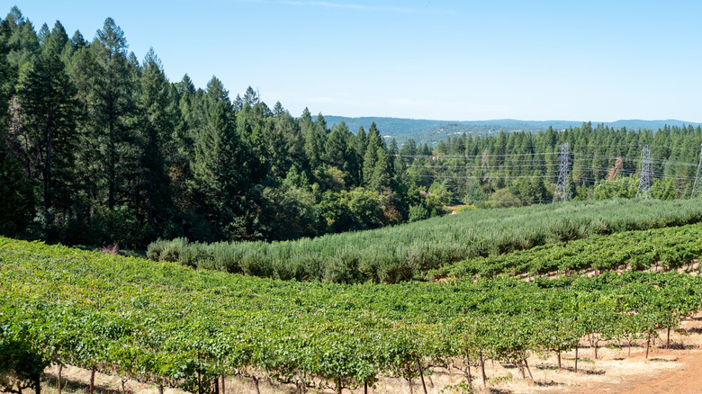 Rolling hills with grape plants in a vineyard at Delfino Farm in Camino, California