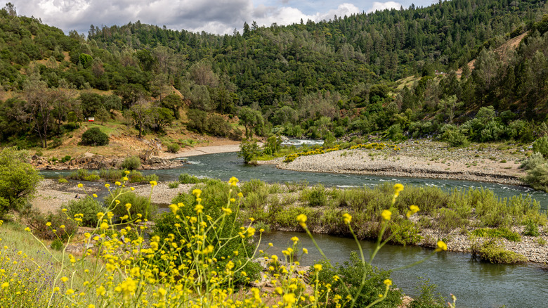 The North and Middle Fork of the American River running through Auburn State Recreation Area, California, with yellow wildflowers and tree-covered hills