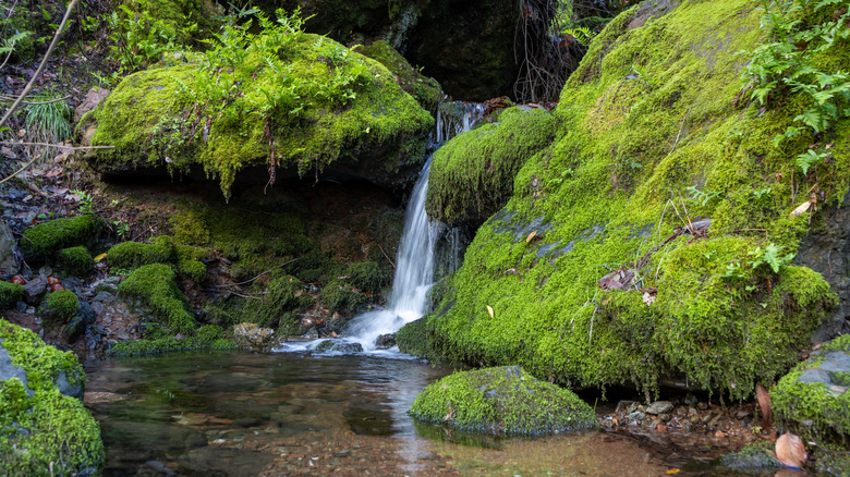 Waterfall surrounded by mossy rocks along the Middle Fork of the American River, Auburn, California