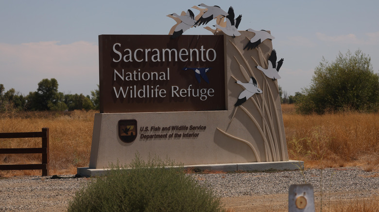 picture from the Sacramento National Wildlife Refuge
