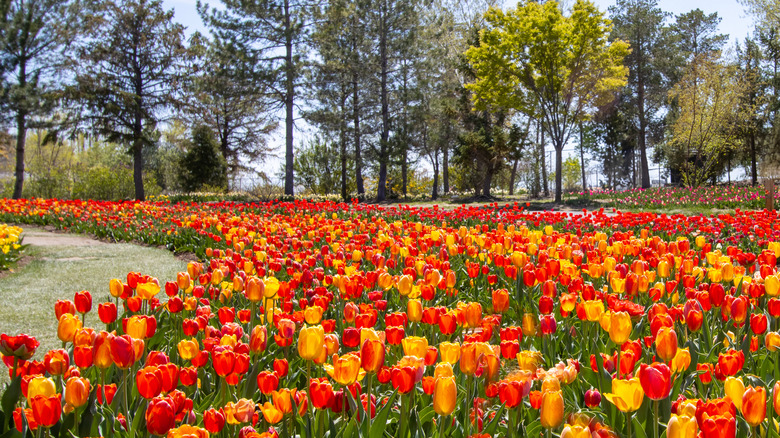 Tulips in Lehi, Utah during the Tulip Festival in Thanksgiving Point.