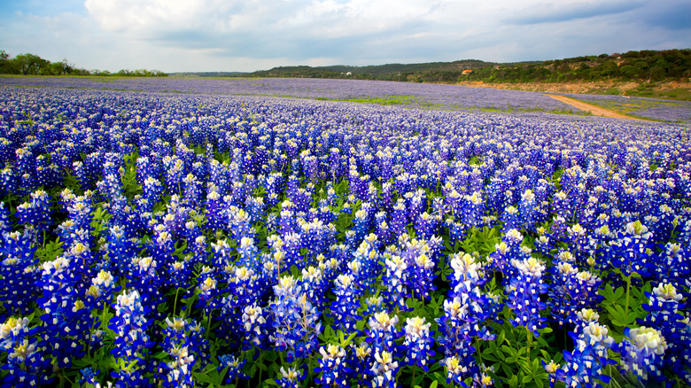 Field of bluebonnets in Texas Hill Country