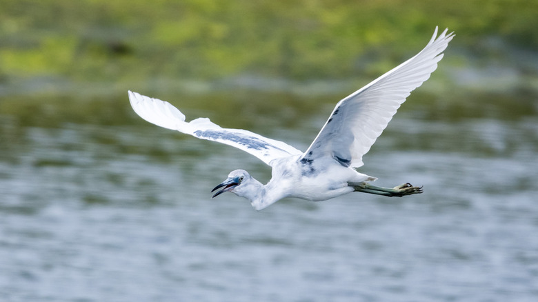 A bird flying over Tijuana Estuary in Southern California