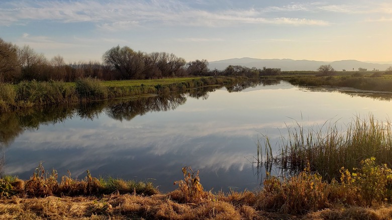 An image of a large pond at the San Joaquin River National Wildlife Refuge