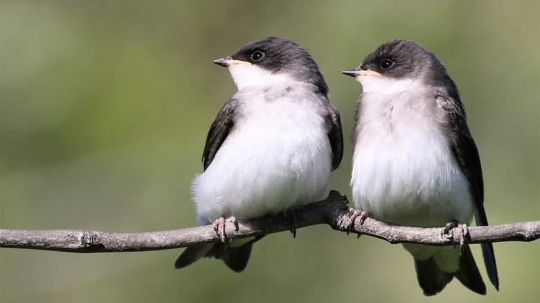 Two birds perched on a thin tree limb in the San Joaquin River National Wildlife Refuge