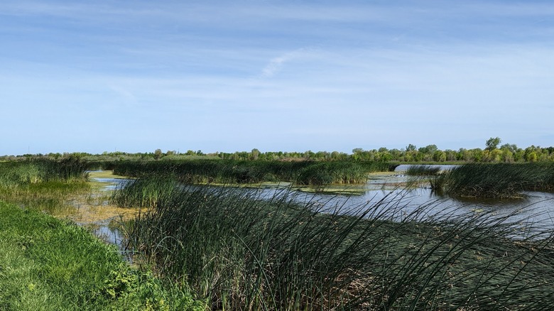 Wetlands in the San Joaquin River National Wildlife Refuge