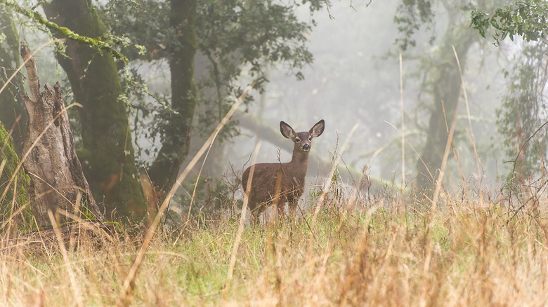 A deer in the forest at Fremont Peak Park