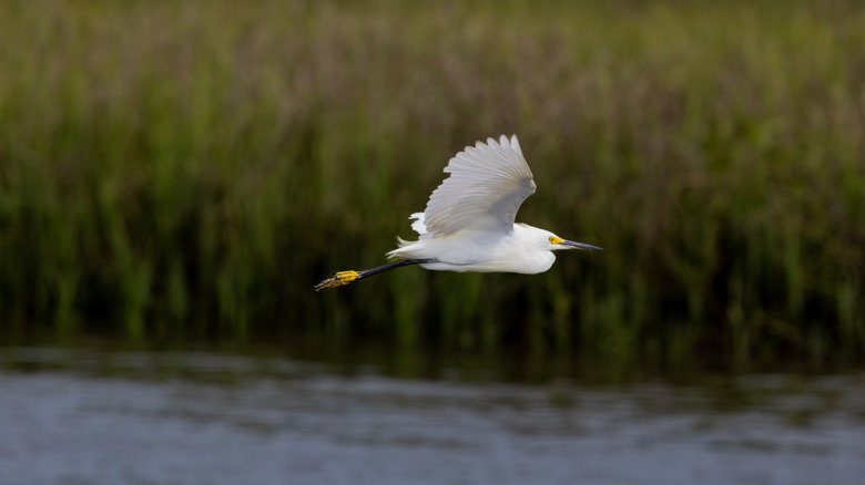 White egret in flight over California marshland
