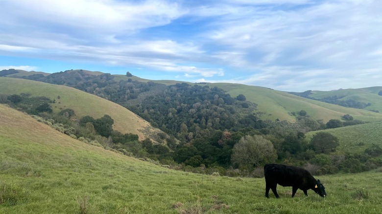 Black cow grazing on a grassy hillside surrounded by rolling hills and wooded valleys at Dry Creek Pioneer Regional Park in Union City, California