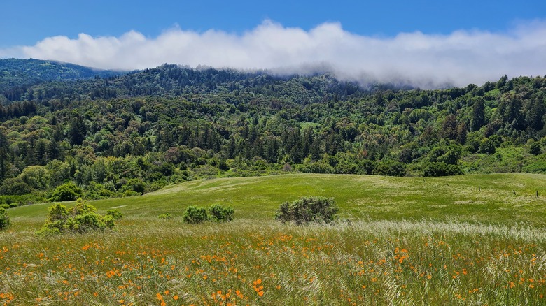 Forests and a field in the Windy HIll Open Space Preserve