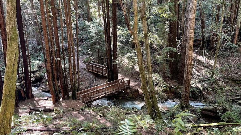 Two wooden footbridges cross a creek in the redwoods at El Corte de Madera Creek Preserve.