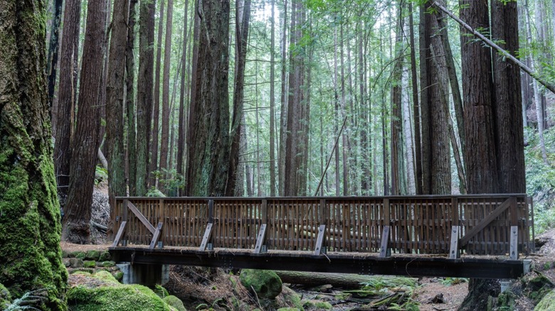 Bridge surrounded by redwoods in El Corte de Madera Creek Preserve