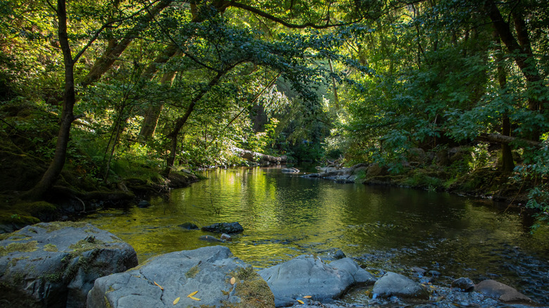Lagunitas Creek in Samuel P. Taylor State Park, Marin County, Northern California