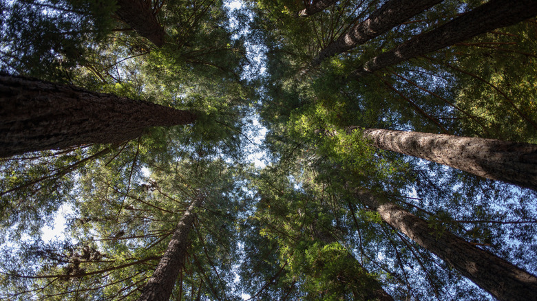 Treetops of redwoods in Samuel P. Taylor State Park in Northern California