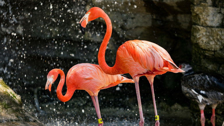 flamingos at Central Coast Zoo in Atascadero
