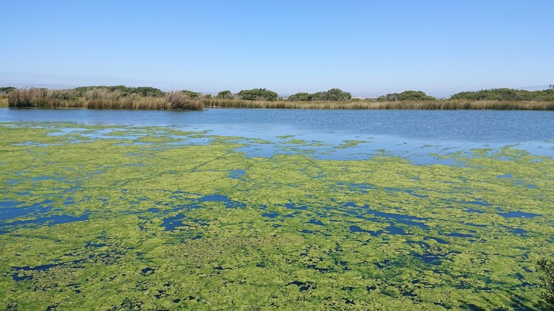 A marsh in Salinas River National Wildlife Refuge.