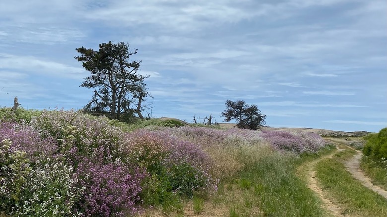 Wildflowers line a dirt road in Salinas River National Wildlife Refuge.