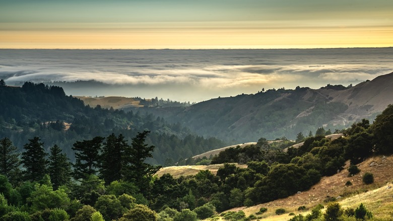 View of forest and mountains from the Coal Creek Preserve in Calfornia