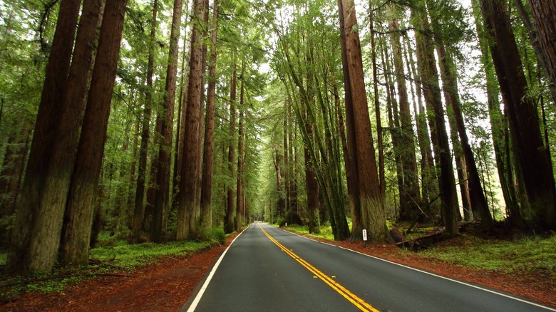 Road winding through second-growth redwoods at Navarro River Redwoods State Park, Northern California