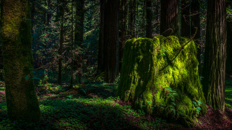 Mossy foliage among second-growth redwoods at Navarro River Redwoods State Park, California